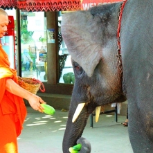 Ayutthaya Elephant Palace